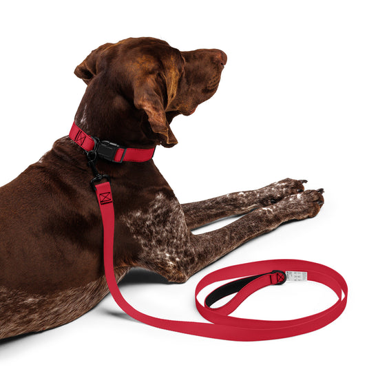 RED Pet collar & leash - ASHRILEYPRINTS
