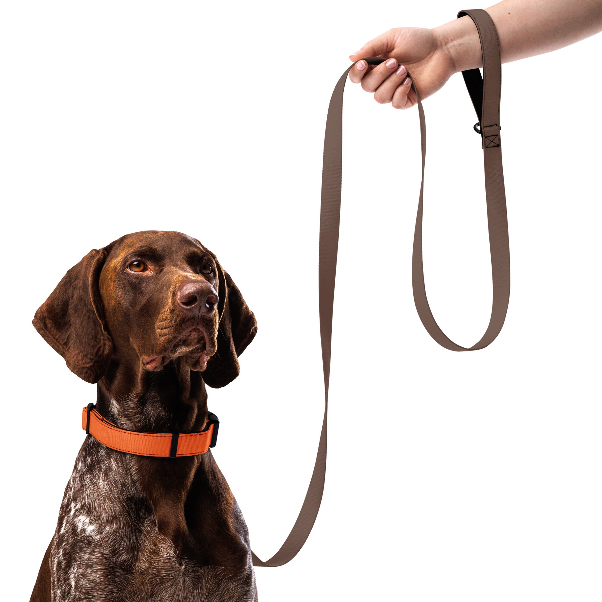 ORANGE Pet collar - ASHRILEYPRINTS