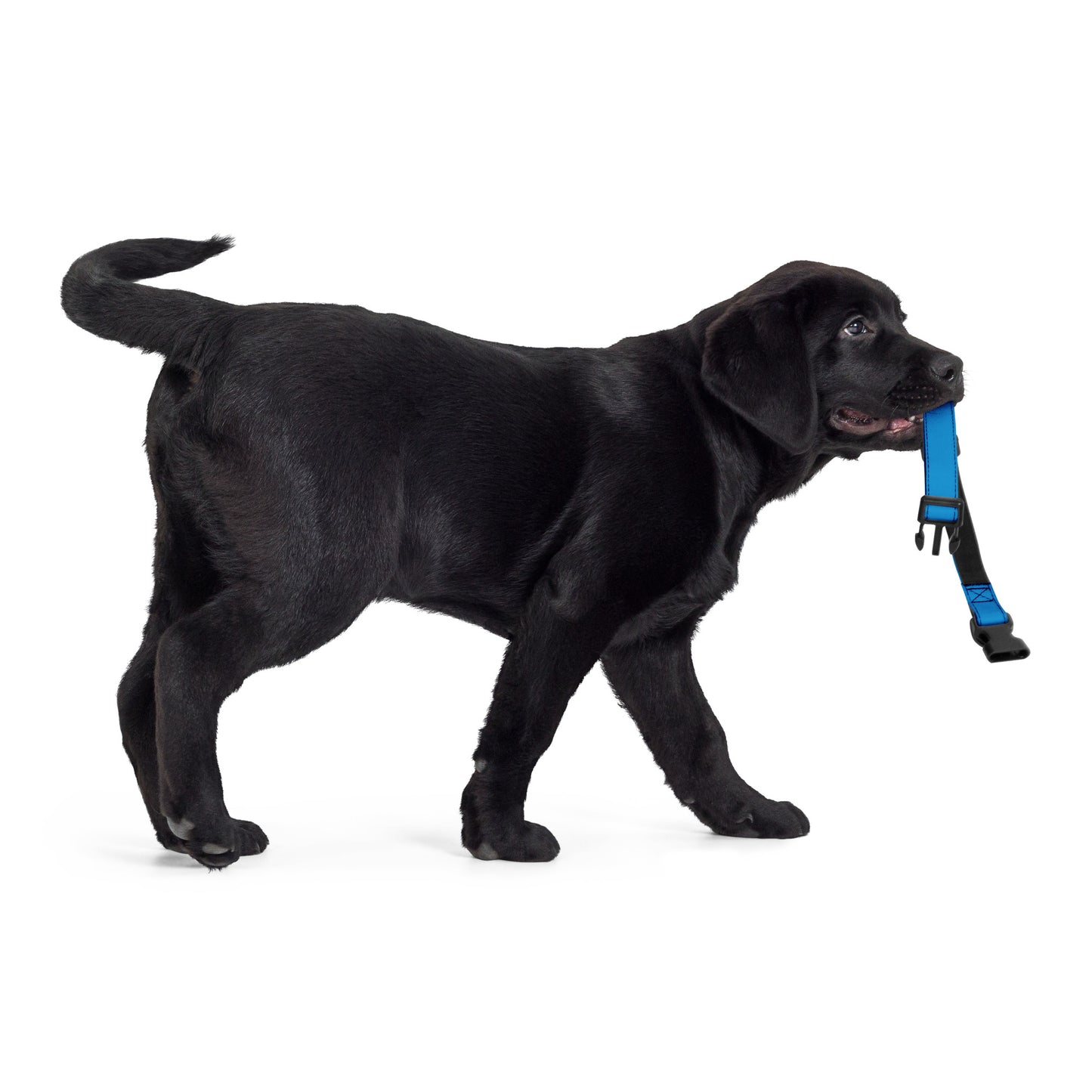 BLUE Pet collar - ASHRILEYPRINTS