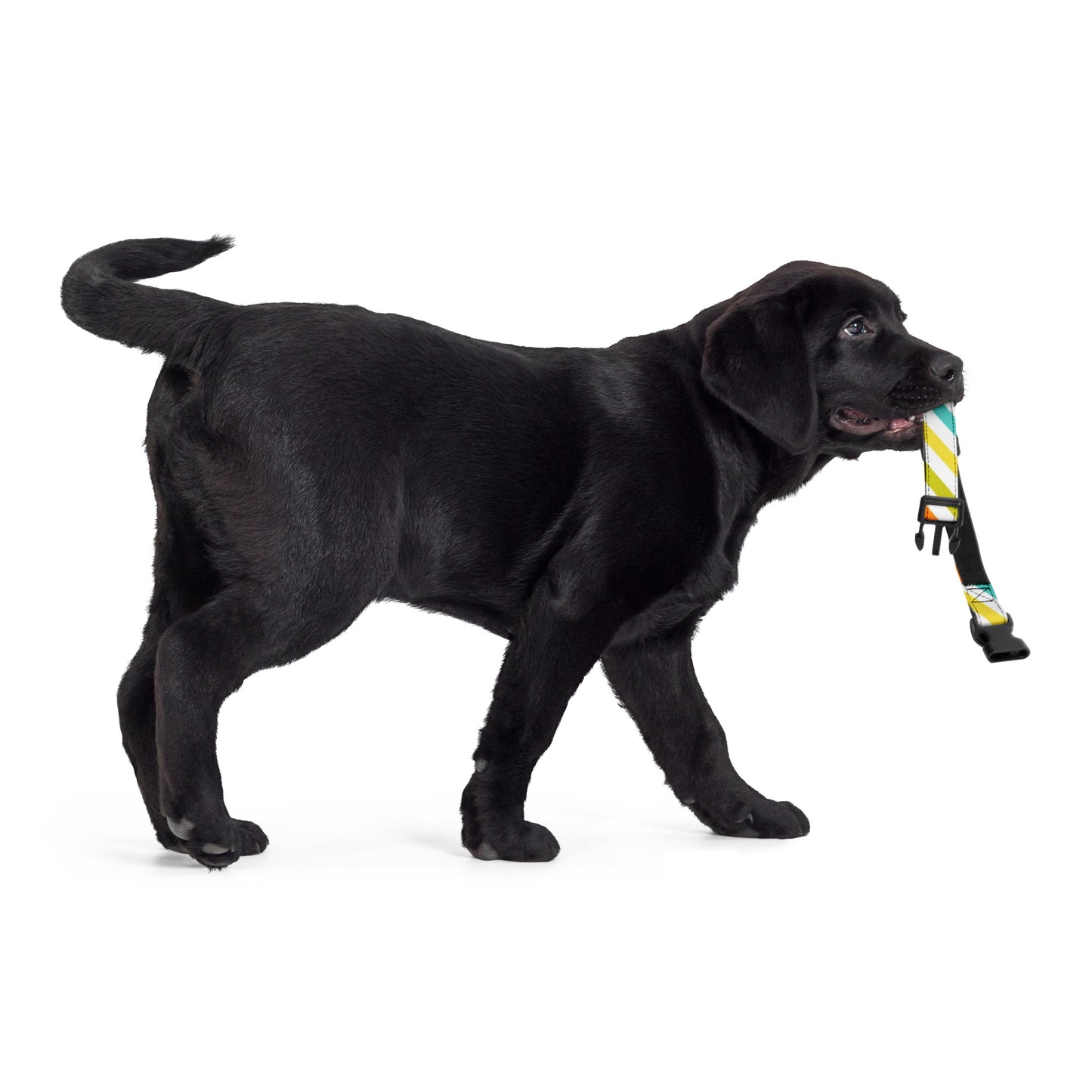RAINBOW STRIPED Pet collar - ASHRILEYPRINTS