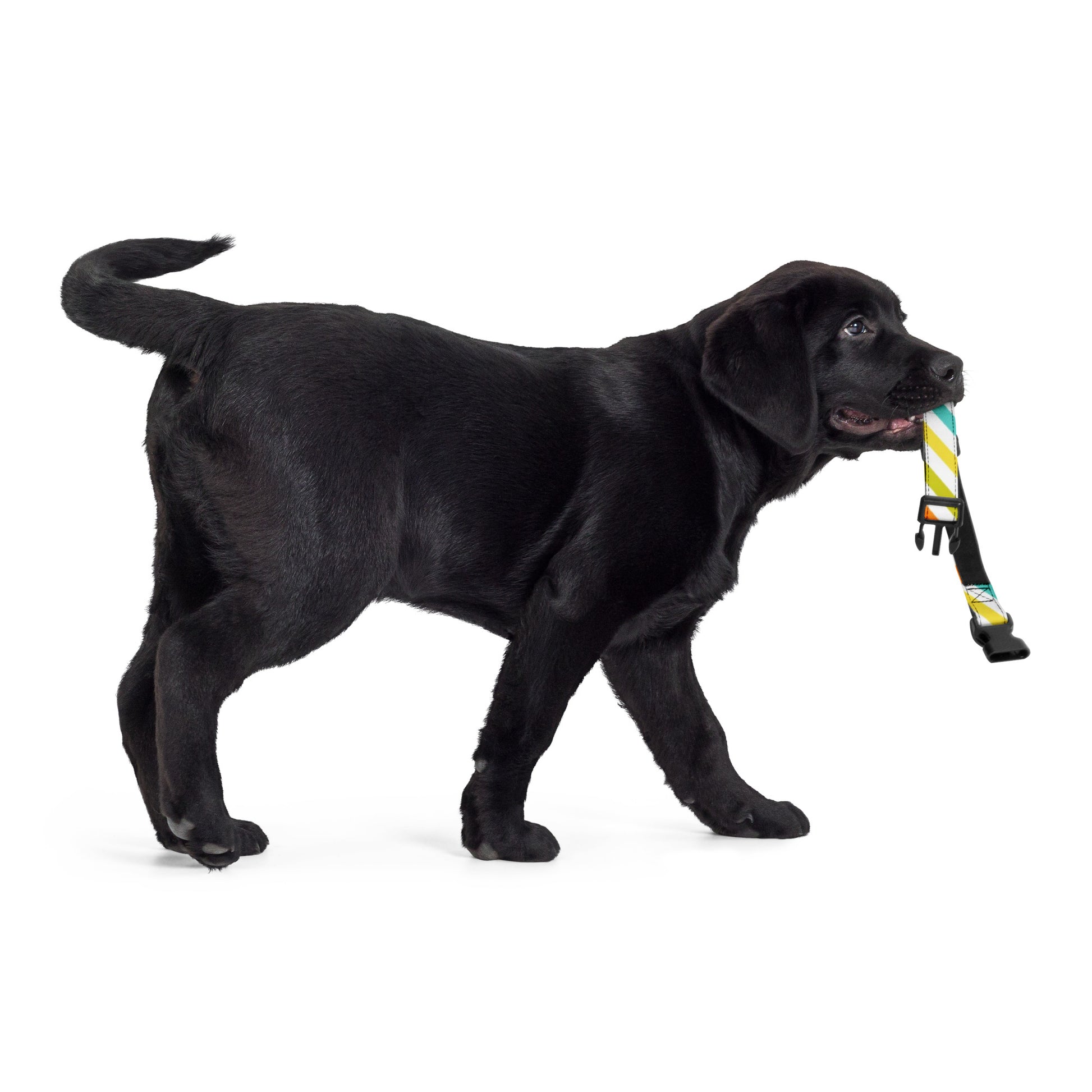 RAINBOW STRIPED Pet collar - ASHRILEYPRINTS