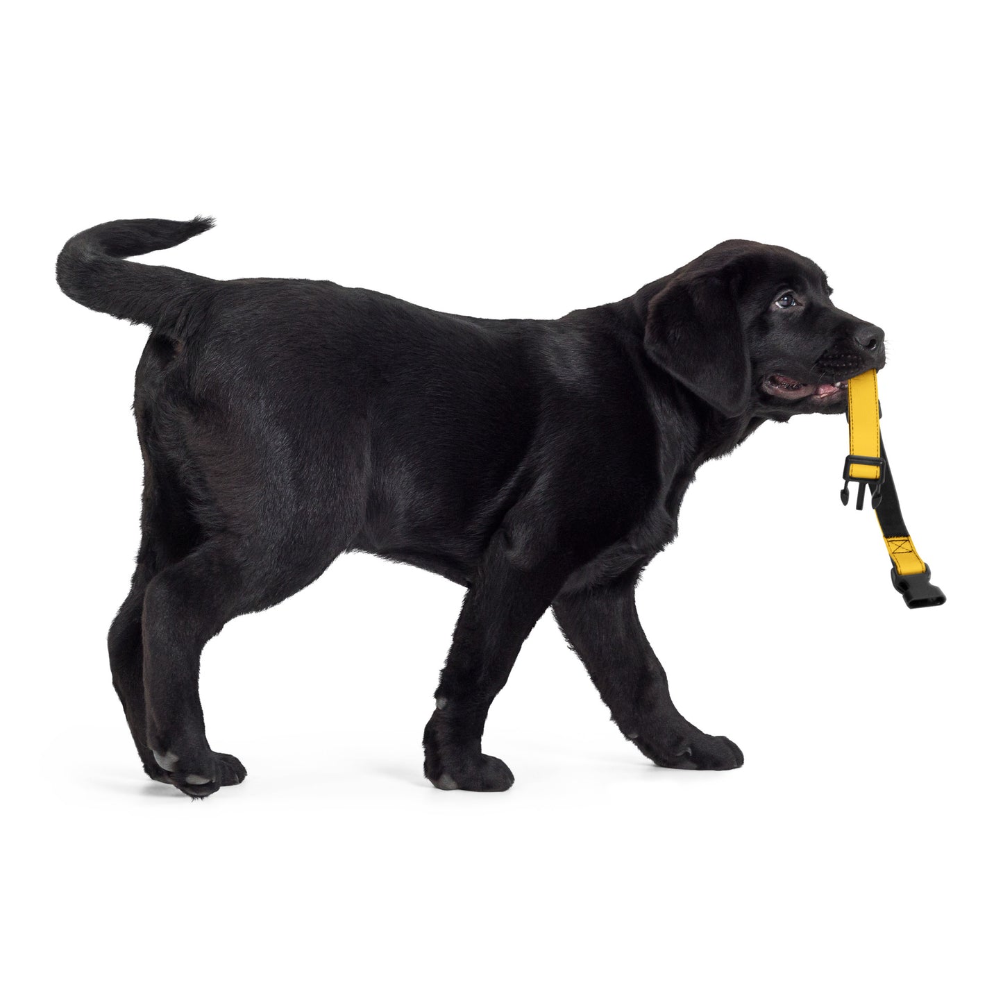 YELLOW Pet collar - ASHRILEYPRINTS