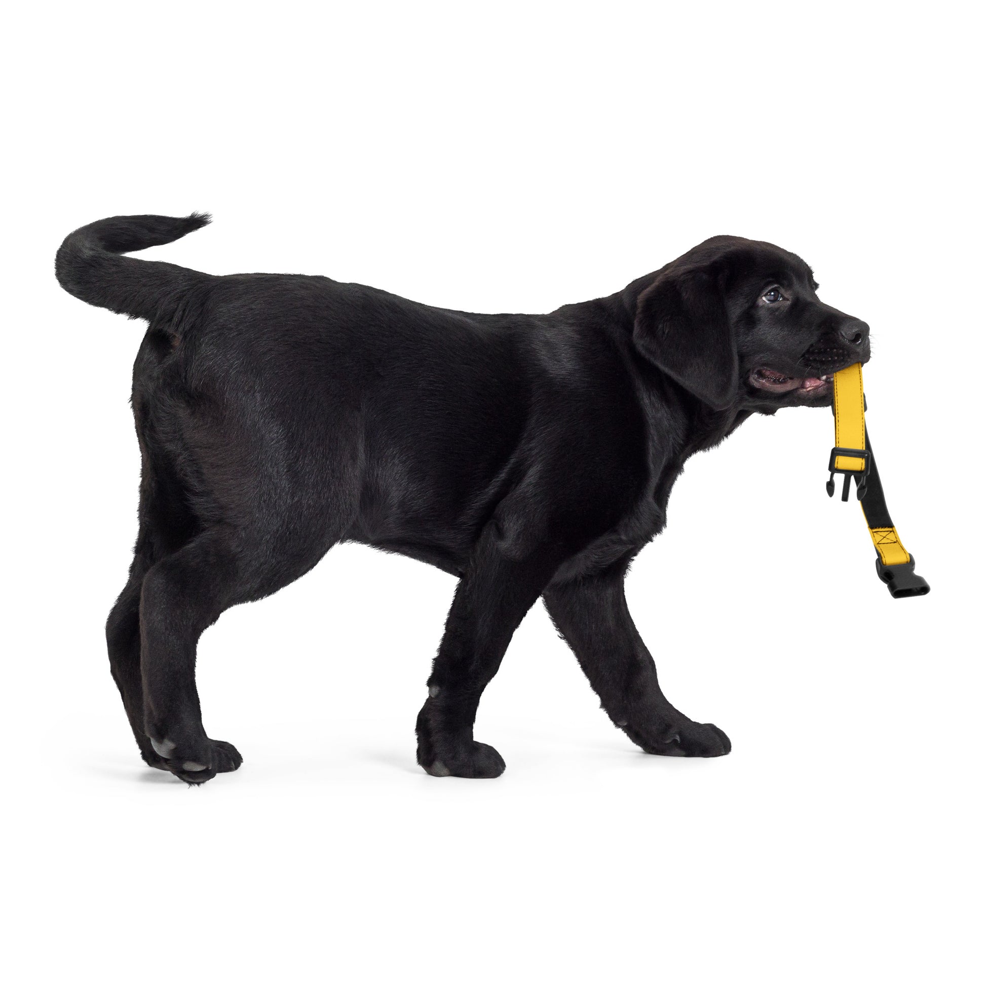 YELLOW Pet collar - ASHRILEYPRINTS