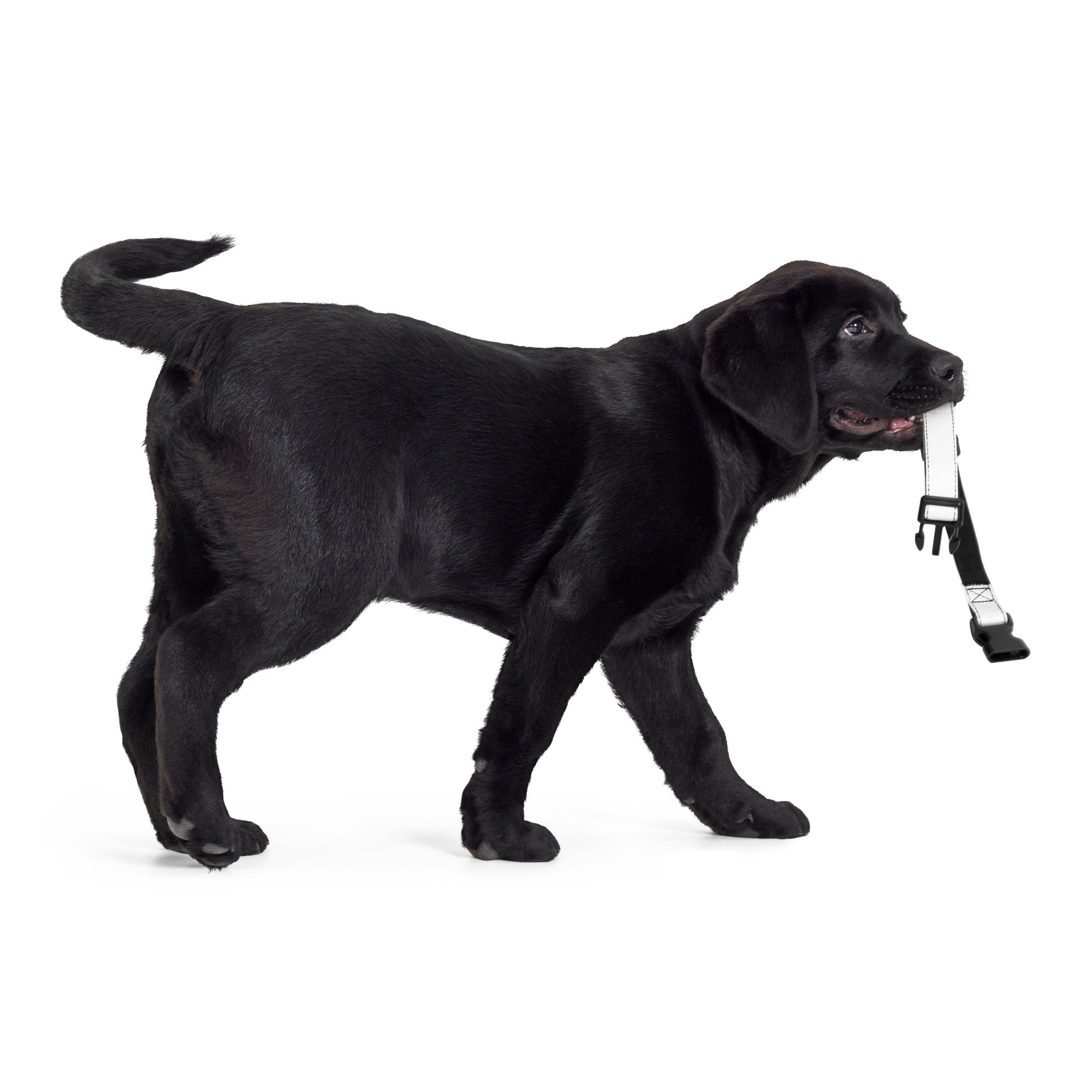 WHITE Pet collar - ASHRILEYPRINTS